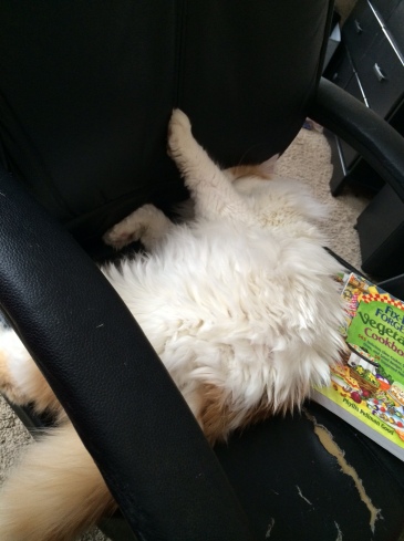 My cat, Razo, snoozing in a computer chair on top of a cookbook.